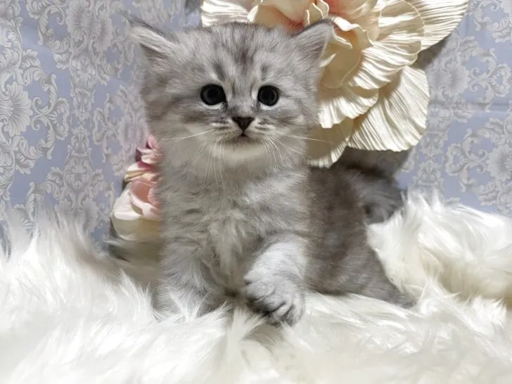 ミヌエット　男の子　決