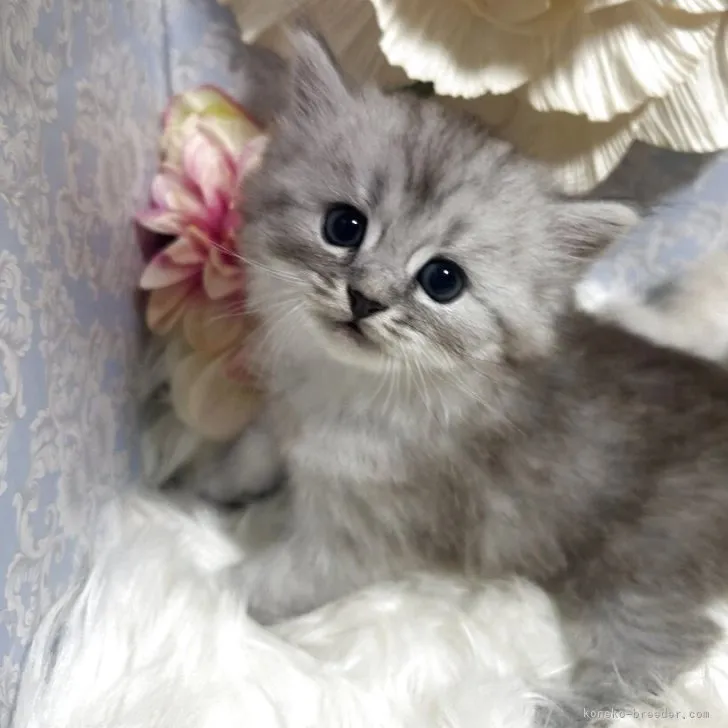 ミヌエット　男の子　決