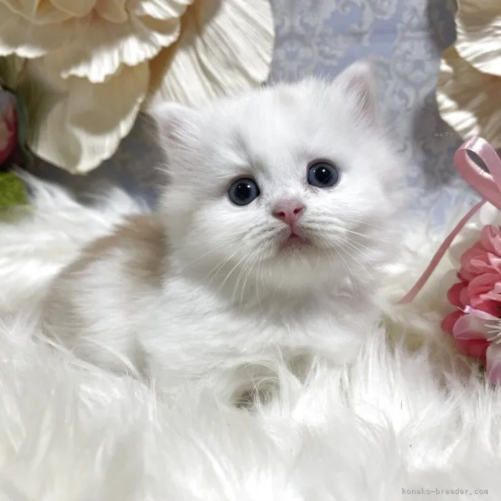 ミヌエット　男の子　決