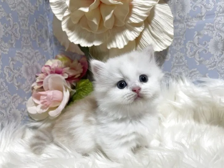 ミヌエット　男の子　決