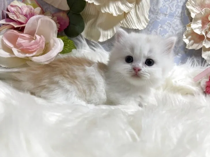 ミヌエット　男の子　決