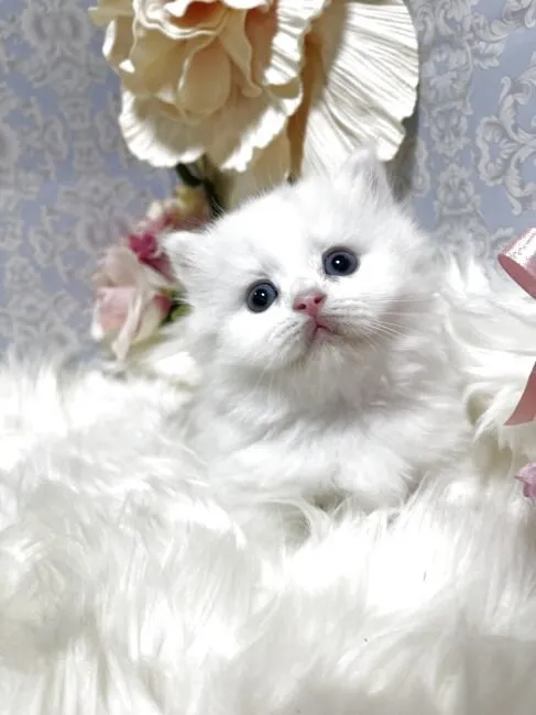 ミヌエット　男の子　決