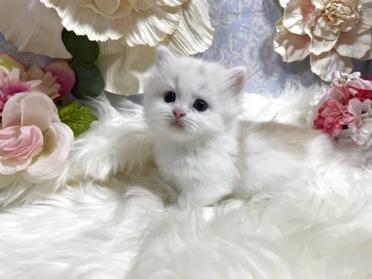 ミヌエット　男の子　決