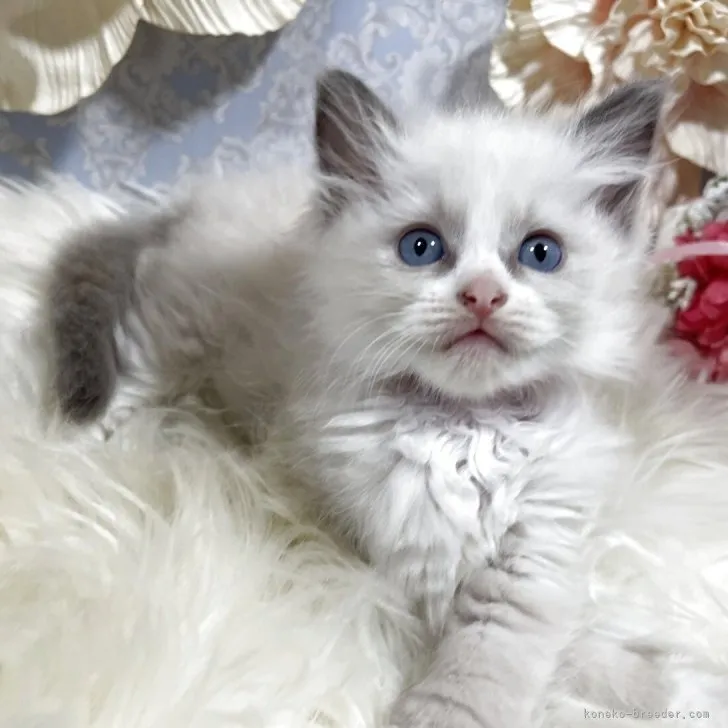 ラグドール　女の子