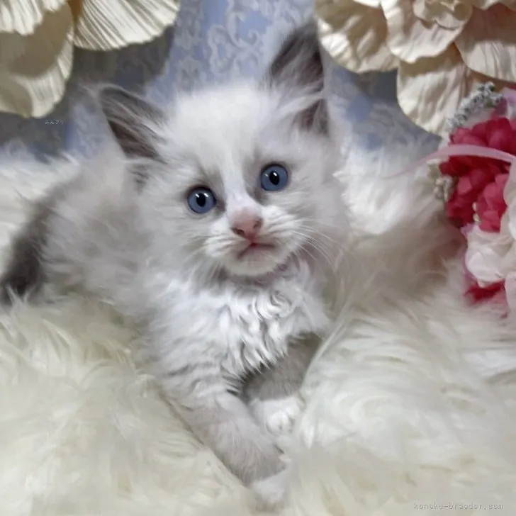 ラグドール　女の子