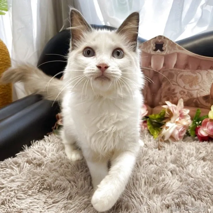 ラグドール　男の子　決