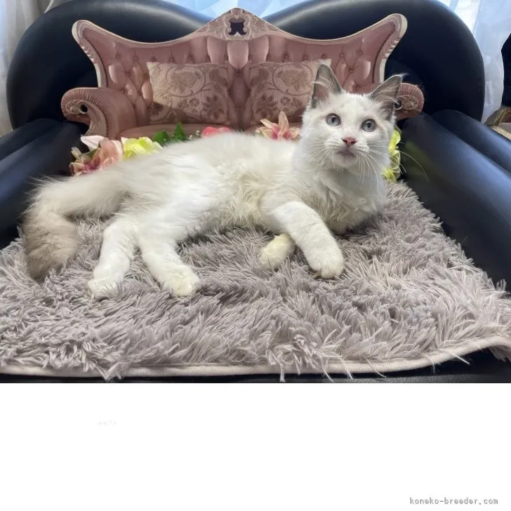 ラグドール　男の子　決