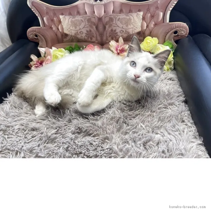 ラグドール　男の子　決