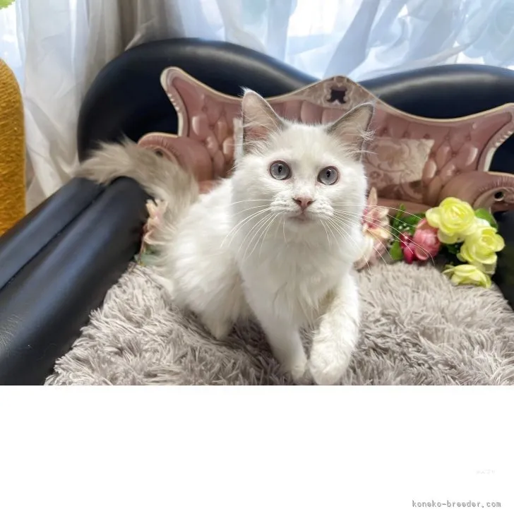 ラグドール　女の子　決