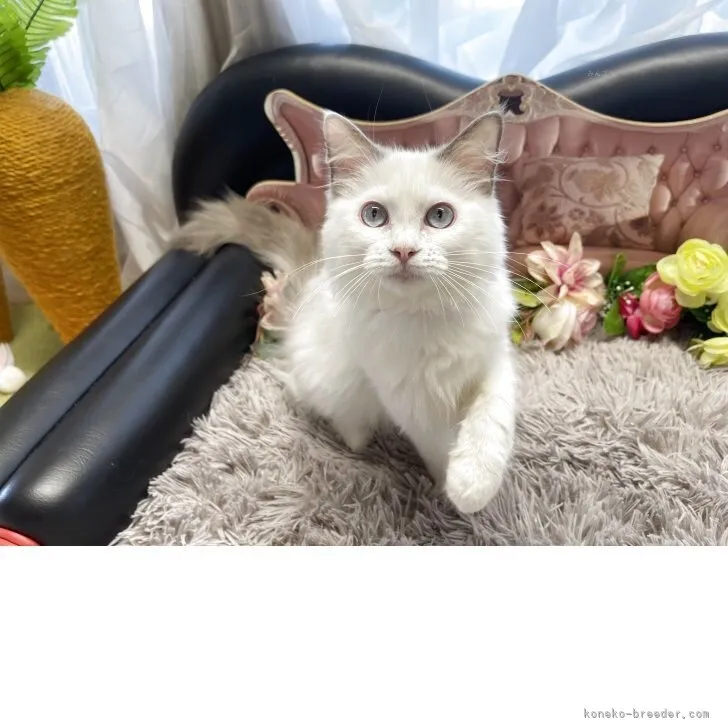 ラグドール　女の子　決