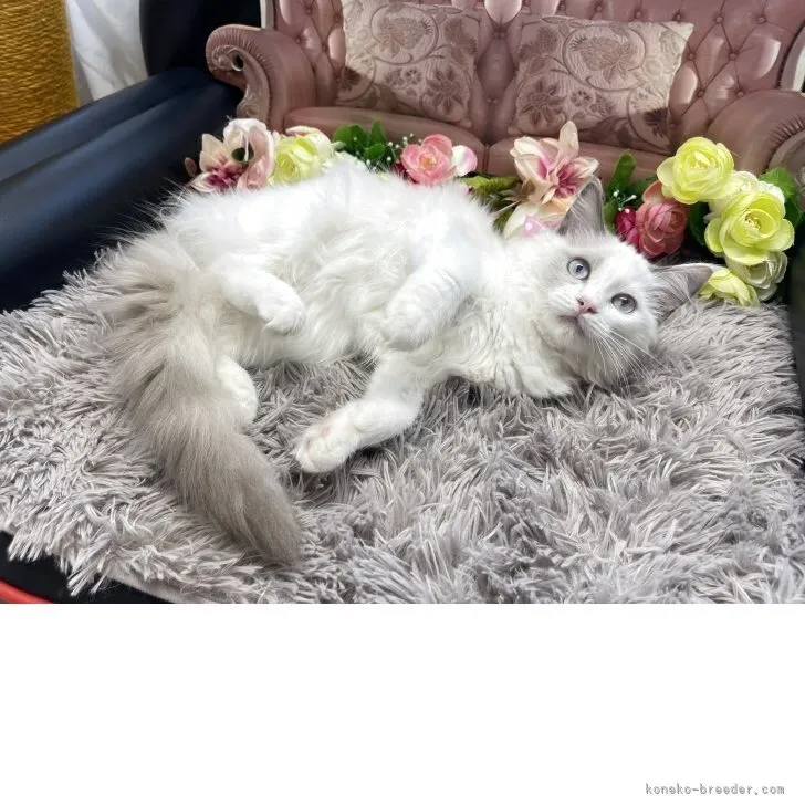 ラグドール　女の子　決