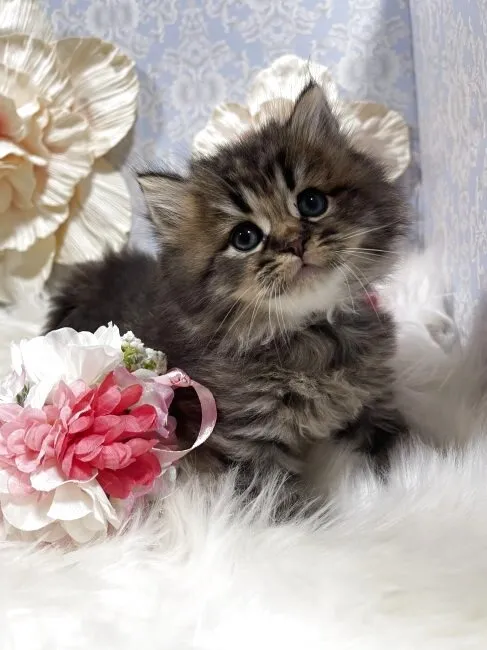 ブリティッシュショートヘア　男の子