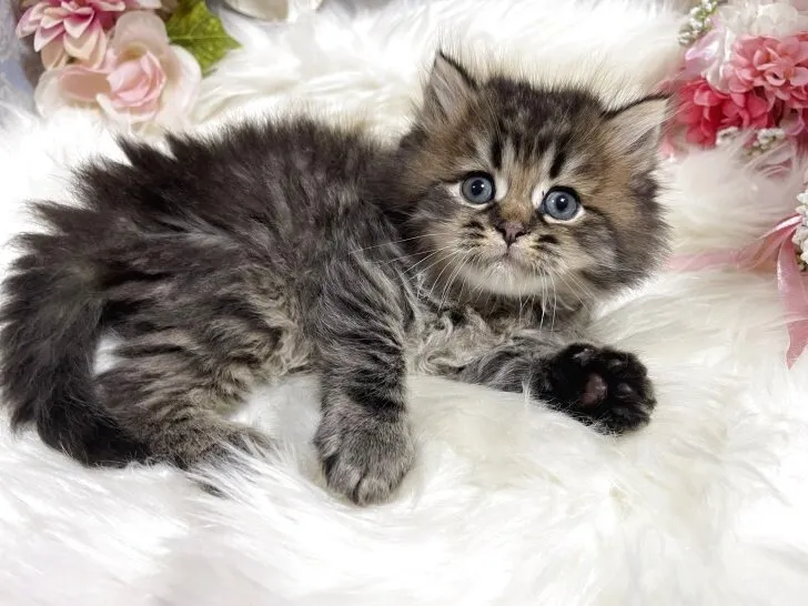 ブリティッシュショートヘア　男の子