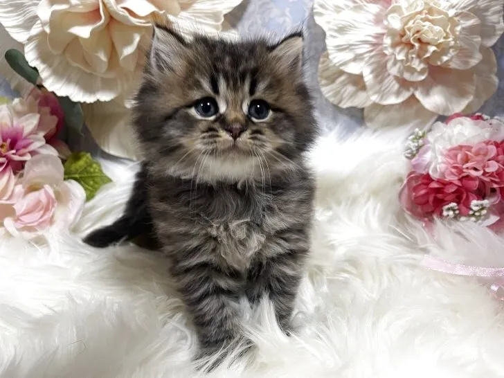 ブリティッシュショートヘア　男の子