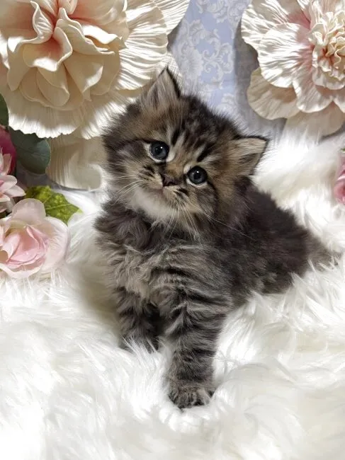 ブリティッシュショートヘア　男の子