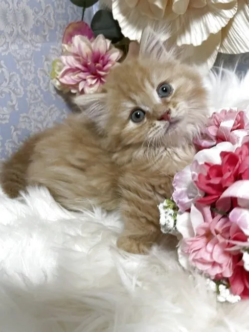 マンチカン（短足）男の子　決