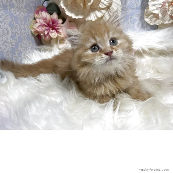 マンチカン（短足）男の子　決