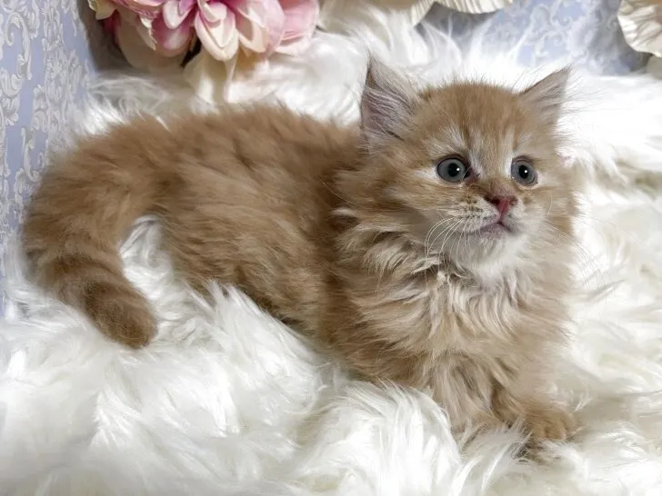 マンチカン（短足）男の子　決