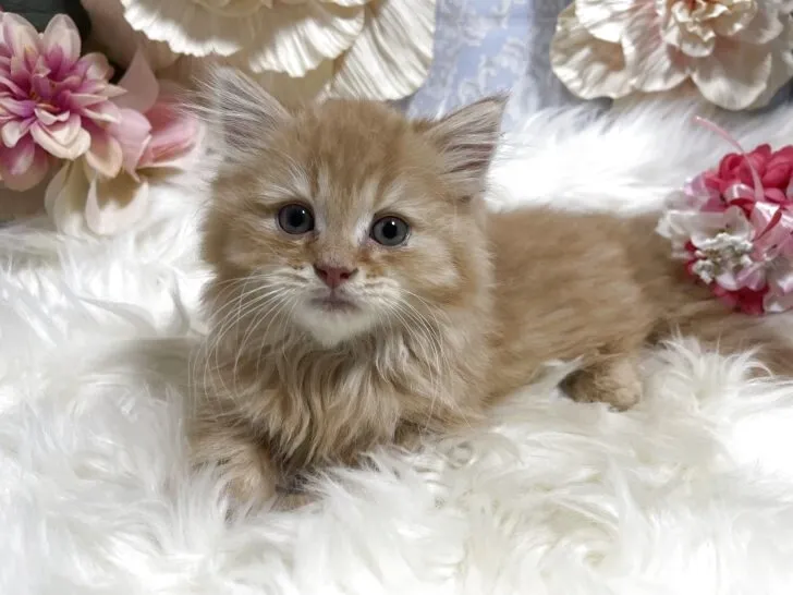 マンチカン（短足）男の子　決