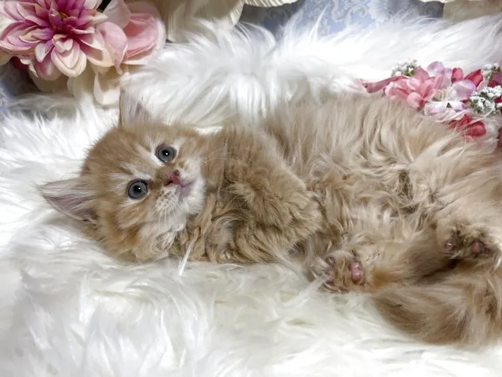 マンチカン（短足）男の子　決