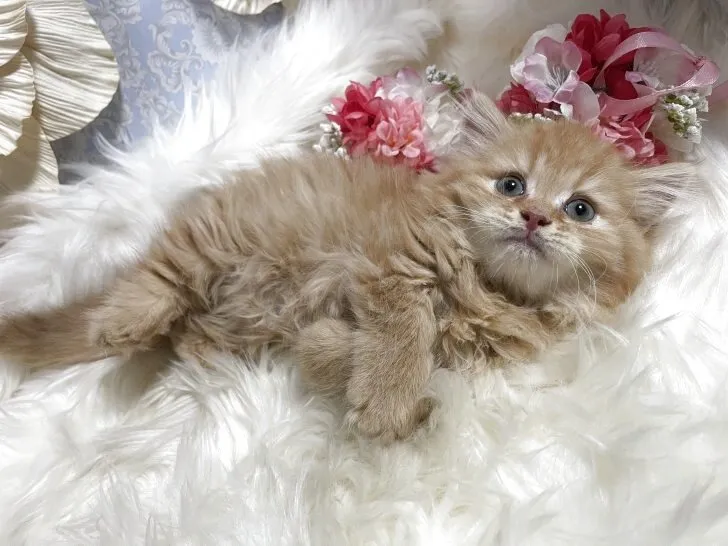 マンチカン（短足）男の子　決