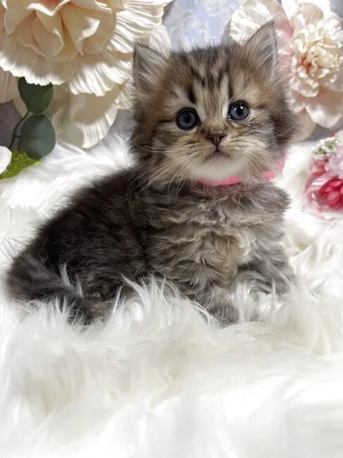 ブリティッシュショートヘア　女の子　決