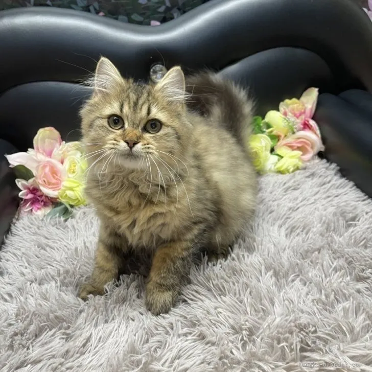 ブリティッシュショートヘア　女の子　決