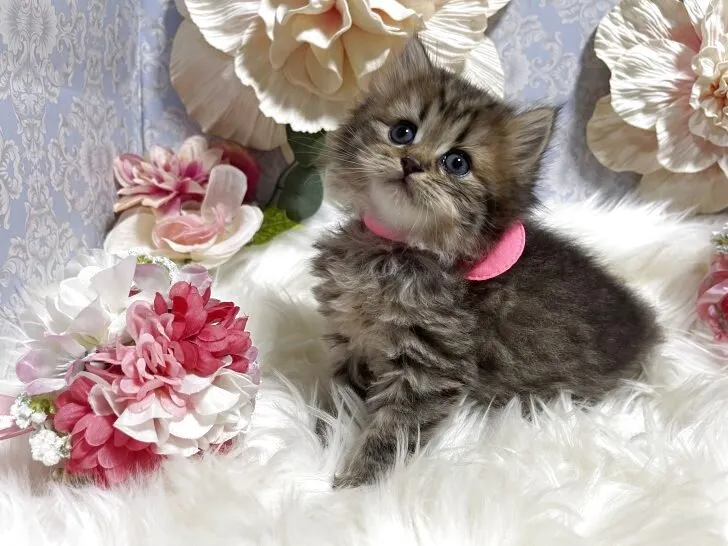 ブリティッシュショートヘア　女の子　決