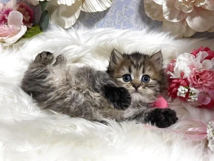 ブリティッシュショートヘア　女の子　決