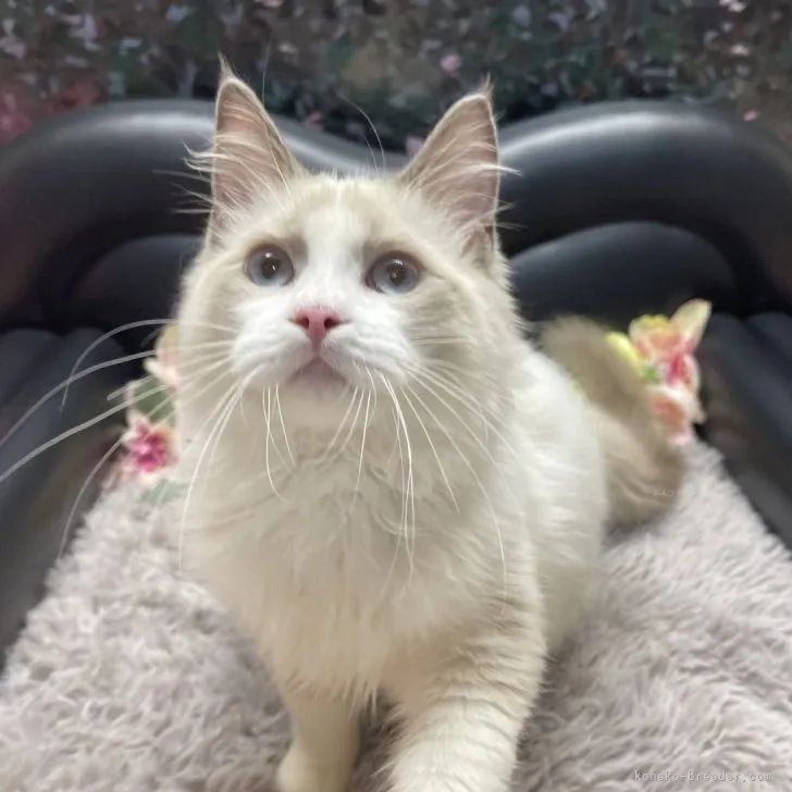 ラグドール　男の子　決