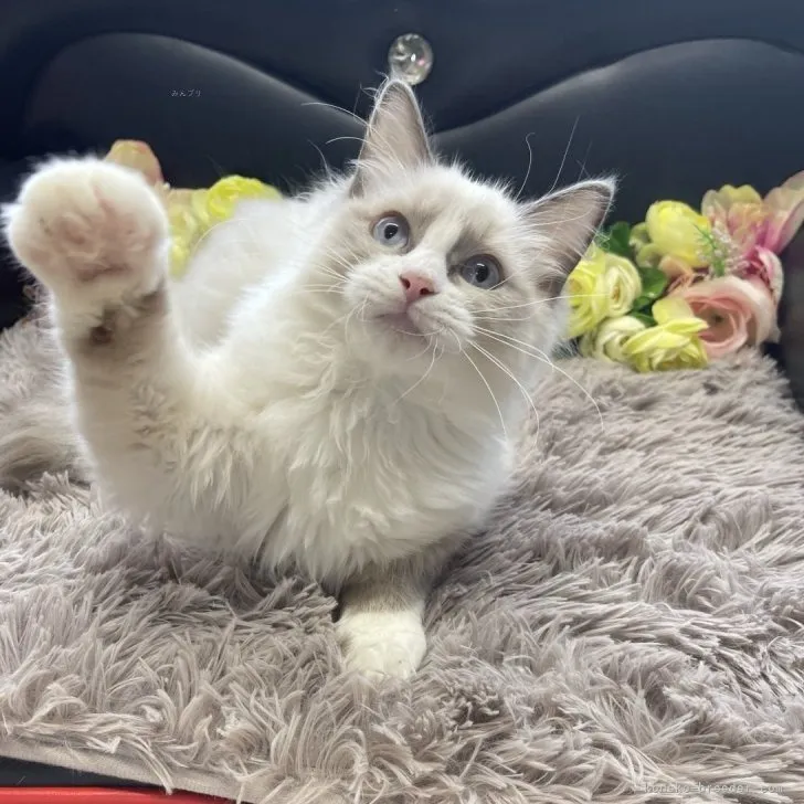 ラグドール　女の子