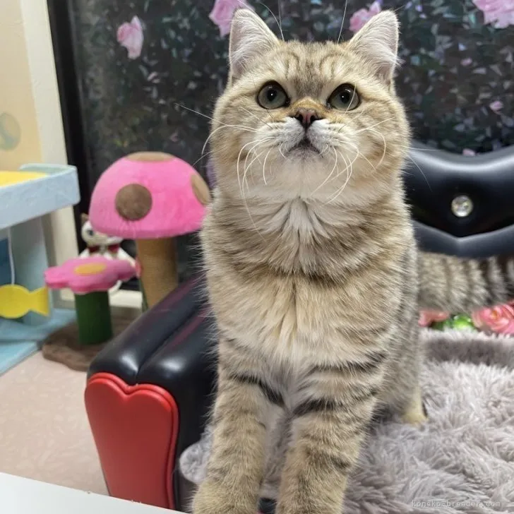 ブリティッシュショートヘア　男の子