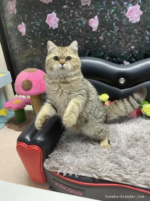 ブリティッシュショートヘア　男の子