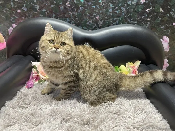 ブリティッシュショートヘア　男の子