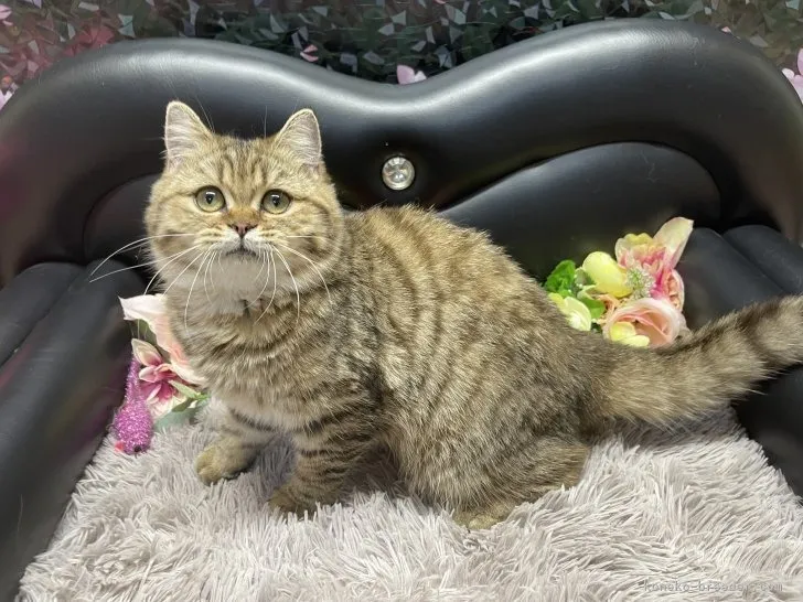 ブリティッシュショートヘア　女の子　決