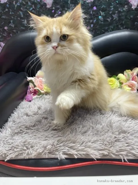 ミヌエット　男の子