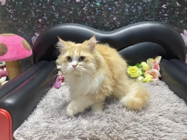 ミヌエット　男の子