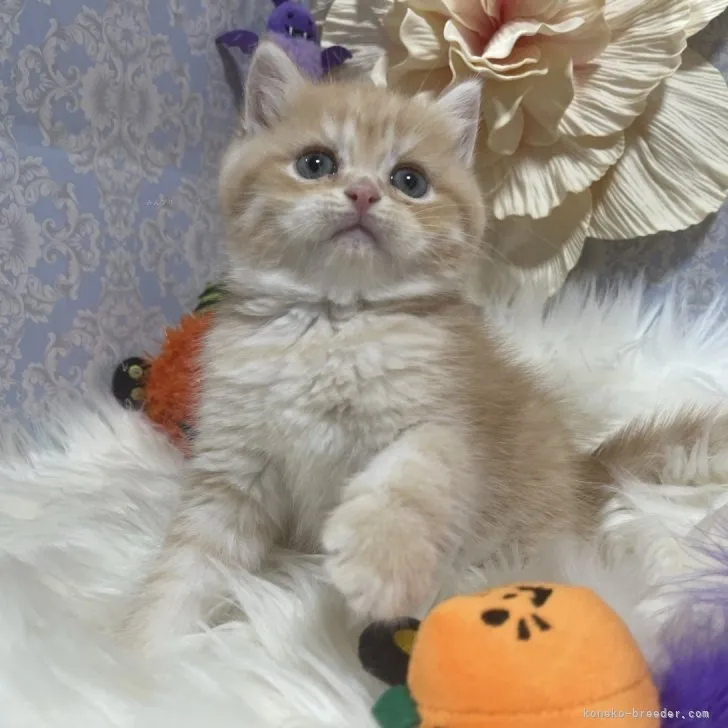 ブリティッシュショートヘア　男の子　決