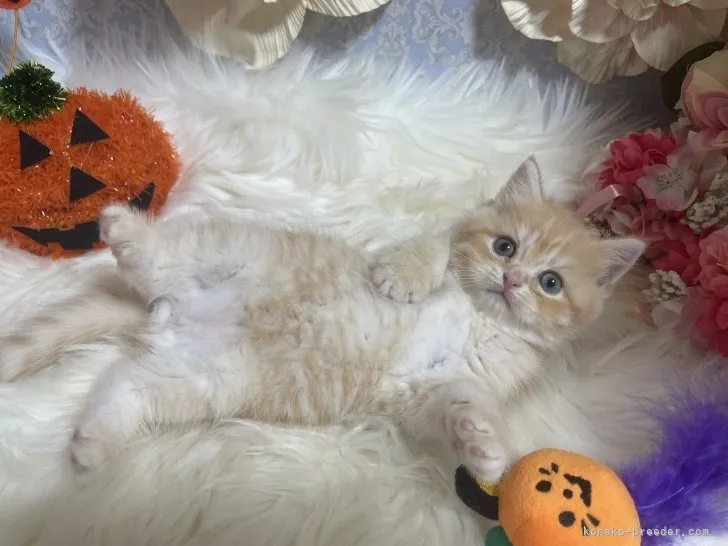 ブリティッシュショートヘア　男の子　決