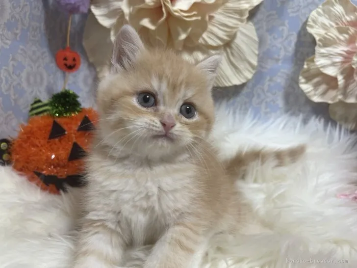 ブリティッシュショートヘア　男の子　決