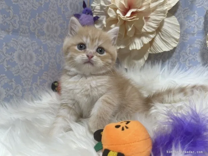 ブリティッシュショートヘア　男の子　決