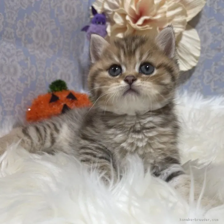 ブリティッシュショートヘア　男の子　決