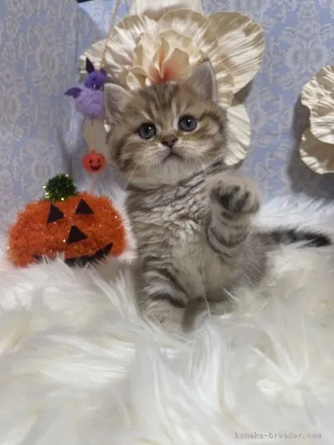 ブリティッシュショートヘア　男の子　決