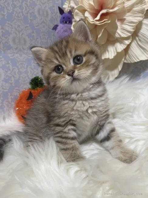 ブリティッシュショートヘア　男の子　決