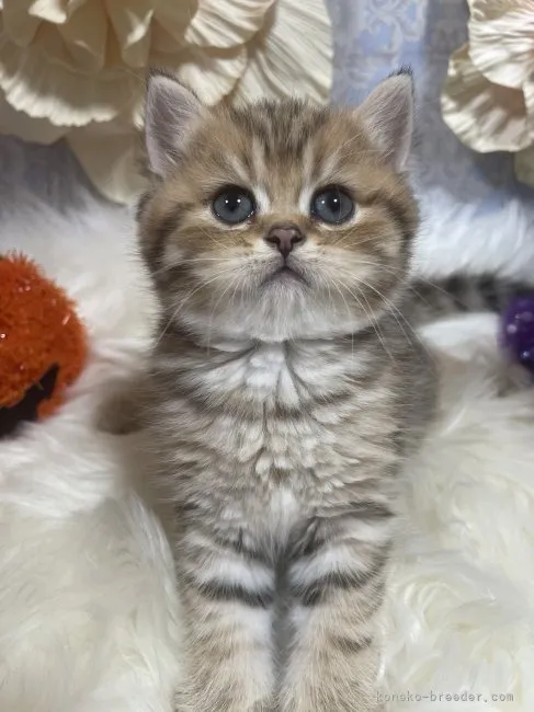 ブリティッシュショートヘア　男の子　決