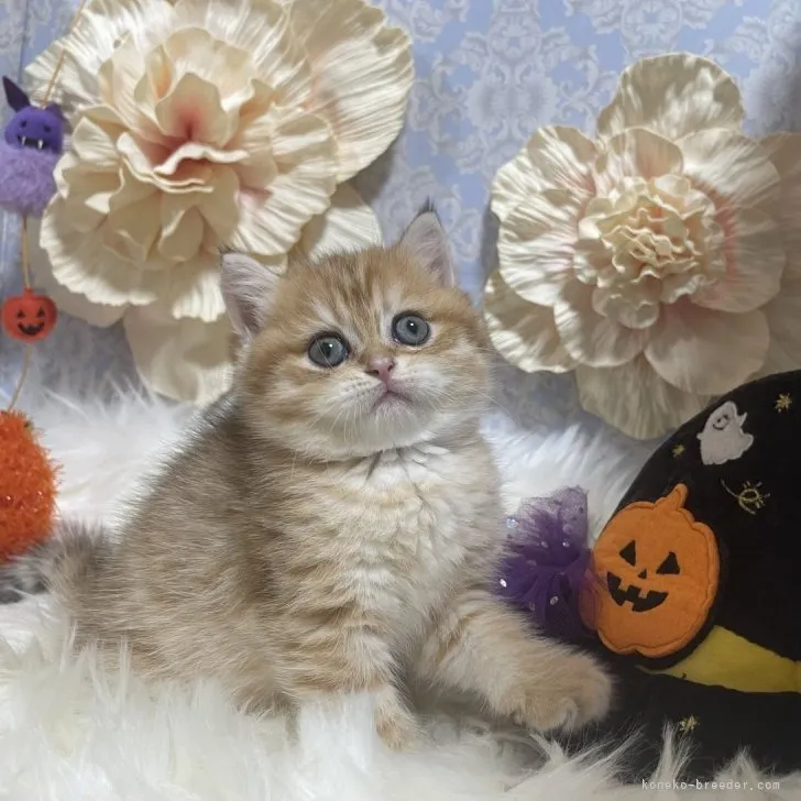 ブリティッシュショートヘア　女の子　決