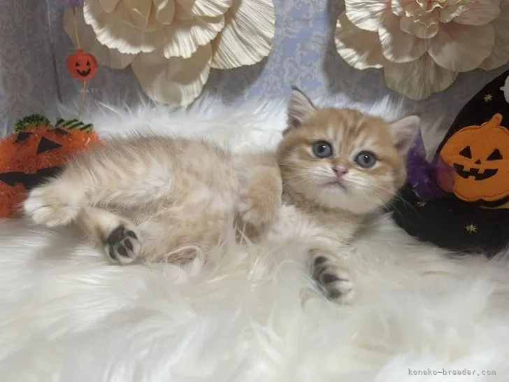 ブリティッシュショートヘア　女の子　決