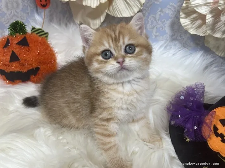 ブリティッシュショートヘア　女の子　決