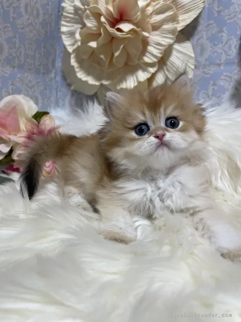 ブリティッシュショートヘア　男の子　決