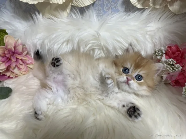 ブリティッシュショートヘア　男の子　決